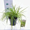 Pennisetum alopecuroides viridesc. Pot 3 Liter 30 - 40 cm