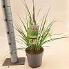 Pennisetum alopecuroides viridesc. Pot 2 liter 25-30cm