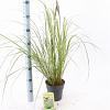 Pennisetum alopecuroides viridesc. Pot 2 liter 25-30cm