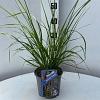 Pennisetum alopecuroides viridesc. Pot 2 liter 25-30cm
