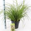 Pennisetum alopecuroides viridesc. Pot 6 liter 30 - 40 cm