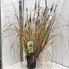 Pennisetum alopecuroides viridesc. Pot 6 liter 30 - 40 cm