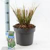 Pennisetum alopecuroides viridesc. Pot 6 liter 30 - 40 cm