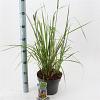 Pennisetum massaicum Pot 5 Liter 30 - 40 cm