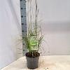 Pennisetum or. 'Fairy Tails' Pot 2 liter 25-30cm