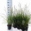 Pennisetum or. 'Fairy Tails' Pot 2 liter 25-30cm