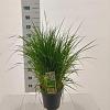 Pennisetum or. 'Fairy Tails' Pot 6 liter 30 - 40 cm