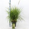 Pennisetum or. 'Fairy Tails' Pot 6 liter 30 - 40 cm