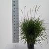 Pennisetum or. 'Fairy Tails' Pot 6 liter 30 - 40 cm