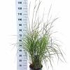 Pennisetum or. 'Fairy Tails' Pot 6 liter 30 - 40 cm