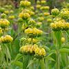 Phlomis russeliana Pot 2 Liter