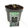Phlomis tuberosa 'Amazone' Pot 2 Liter