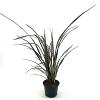 Phormium 'Dark Delight' Pot 2 Liter40 - 50 cm