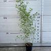Phyllostachys aureos. 'Aureocaulis' Pot 5 Liter 80 - 100 cm
