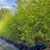 Phyllostachys aureos. 'Aureocaulis' Pot 5 Liter 80 - 100 cm