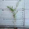 Phyllostachys aureos. 'Aureocaulis' Pot 2 Liter60 - 80 cm