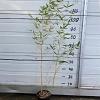 Phyllostachys aureos. 'Aureocaulis' Pot 2 Liter60 - 80 cm