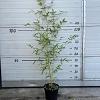 Phyllostachys aureos. 'Spectabilis' Pot 5 Liter 80 - 100 cm