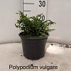 Polypodium vulgare Pot 2 Liter 20 - 30 cm