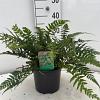 Polystichum tsussimense Pot 2 Liter 20 - 30 cm