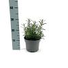 Rosmarinus officinalis Pot 2 Liter
