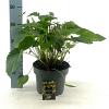 Rudbeckia f. 'Goldsturm' Pot 5 Liter 