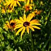 Rudbeckia f. 'Goldsturm' Pot 5 Liter 