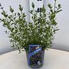 Salvia micr. 'Blue Monrovia' Pot 2 Liter30 - 40 cm