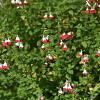 Salvia micr. 'Hot Lips' Pot 2 Liter
