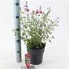 Salvia micr. 'Hot Lips' Pot 2 Liter 20 - 30 cm