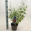 Salvia micr. 'Hot Lips' Pot 2 Liter 20 - 30 cm