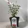 Salvia micr. 'Hot Lips' Pot 2 Liter 20 - 30 cm