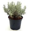 Santolina chamaecyparissus Pot 2 Liter 20 - 30 cm