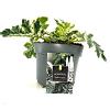 Acanthus 'Whitewater' Pot 2 Liter