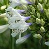 Agapanthus Twister Pot 2 Liter