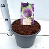 Allium 'Ambassador' Pot 5 liter 25-30cm