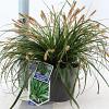 Carex o. 'Evergreen' - niet gebruiken Pot 2 Liter 20 - 30 cm