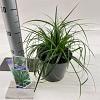 Carex o. 'Evergreen' - niet gebruiken Pot 2 Liter 20 - 30 cm
