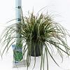 Carex o. 'Evergreen' - niet gebruiken Pot 2 Liter 20 - 30 cm
