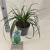 Carex o. 'Evergreen' - niet gebruiken Pot 2 Liter 20 - 30 cm