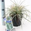 Carex oshim. Everest Pot 2 Liter 20 - 30 cm