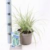 Carex oshim. Everest Pot 2 Liter 20 - 30 cm