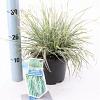 Carex oshim. Everest Pot 2 Liter 20 - 30 cm