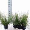 Cortaderia s. Tiny Pampa Pot 3 Liter 60 - 80 cm