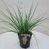 Cortaderia s. Tiny Pampa Pot 3 Liter 60 - 80 cm