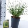 Cortaderia s. Tiny Pampa Pot 6 Liter 50 - 60 cm