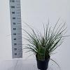 Cortaderia s. Tiny Pampa Pot 6 Liter 50 - 60 cm