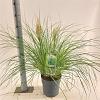 Cortaderia s. Tiny Pampa Pot 6 Liter 50 - 60 cm