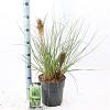 Cortaderia s. Tiny Pampa Pot 6 Liter 50 - 60 cm
