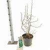 Corylus a. 'Scooter' Pot 5 Liter 60 - 70 cm